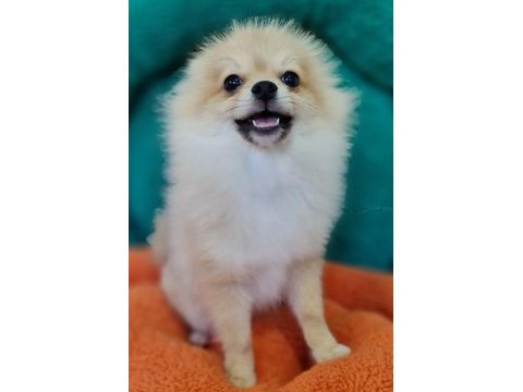 Şecereli teacup pomeranian yavrularımız