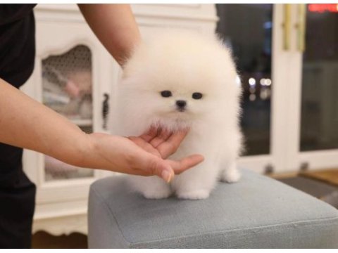 Pomeranian boo ırkının en nadide kalitesi