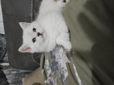 Sevimli british longhair minnaklar