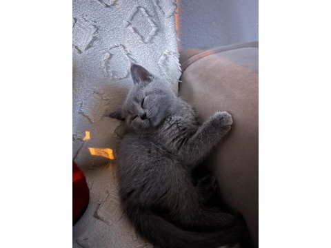 British shorthair 2 aylık dişi yavru