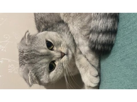 Yuvarlak kafam scottish fold