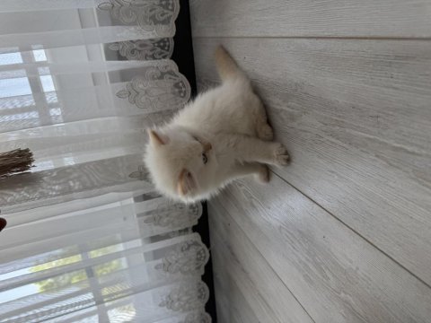 Sevimli yavru british longhair