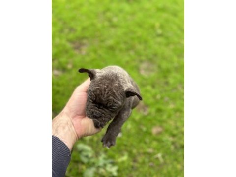 Yeni french bulldog yavrular