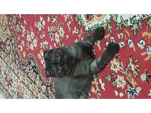 Anne scottish fold