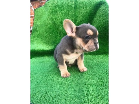 A kalite french bulldog erkek bebekler