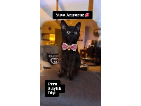5 aylık dişi kedimiz tüm aşıları yapıldı