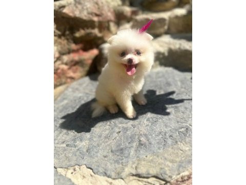Tilki surat pomeranian boo yavrularım