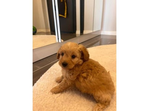 2 aylık yakışıklı maltipoo cinsi oğlumuz