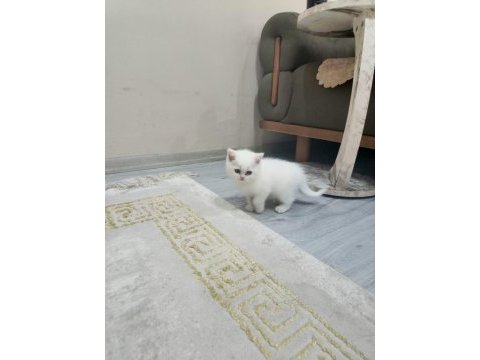 6 adet british blue point ve shorthair bebek