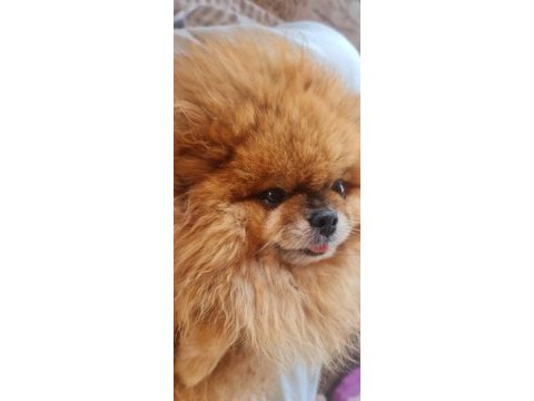 2.5 yaşında çiftleşmeye uygun dişi pomeranian boo