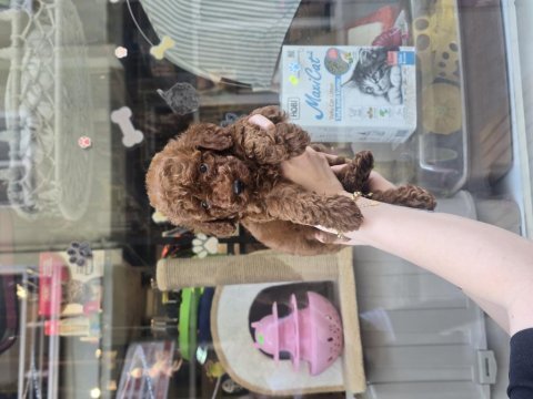 Erkek toy poodle