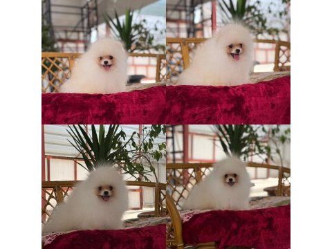 Pomeranian yavru köpeğimiz