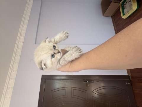 Minik scottish fold bebekler ilanda