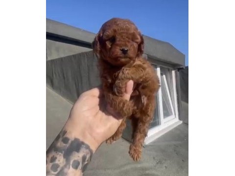 Red brown poodle yavrular