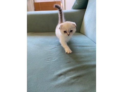 26 nisan doğumlu, safkan dişi scottish fold yavrumuz