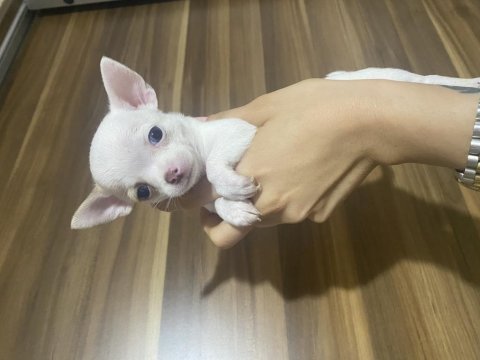 Acil chihuahua bebeklerimi sahiplendiriyorum acil