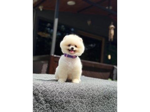 Yavru pomeranian boo yavruları