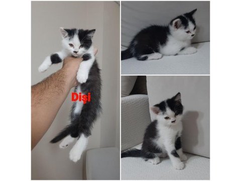 British shorthair bicolor