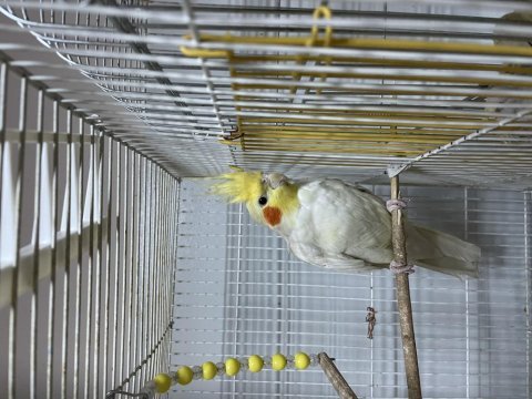 Evcil sultan papağanı