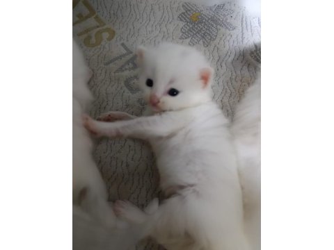 4 adet bebiş dişi ve erkek karışık kediler