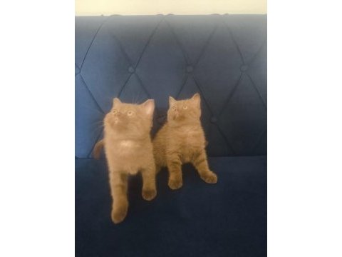 British shorthair nadir cins cinnamon