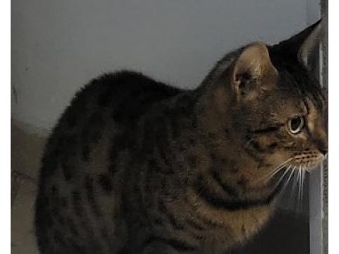 Bengal saf kan orijinal