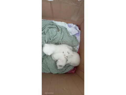 2 aylık yavru scottish fold