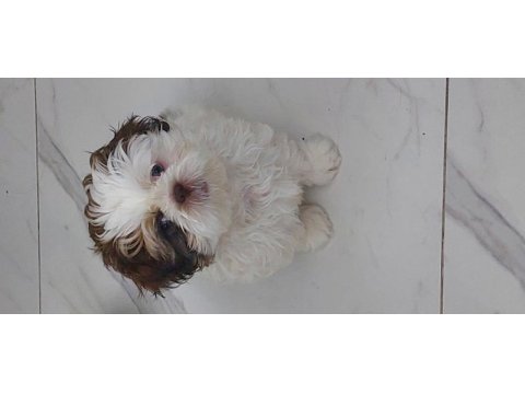 Shih tzu bebek