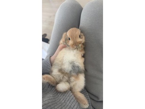 Cüce tavşan 5 aylık