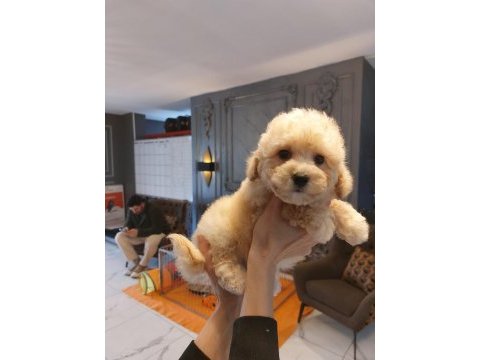 Akıllı ve tüy dökmeyen karakteriyle maltipoo yavrusu