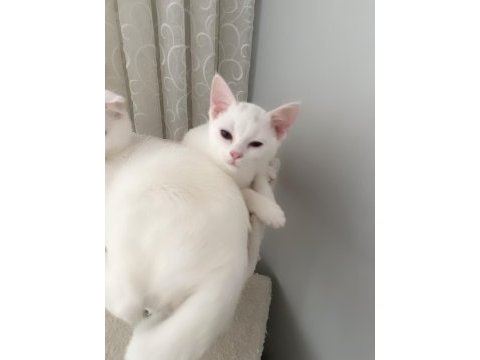 2 beyaz safkan ırk british shorthair dişilerimiz