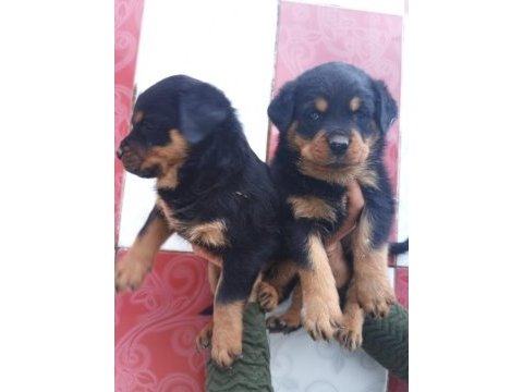 A klas rottweiler yavruları