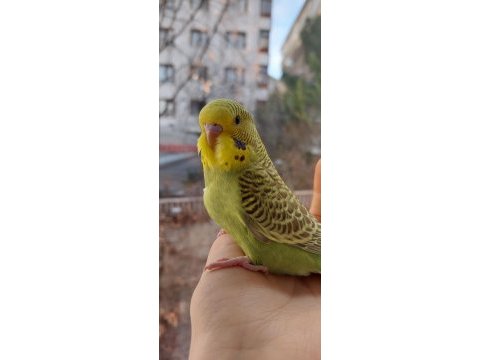Öğretmenden evde beslenen bakımlı muhabbet kuşları