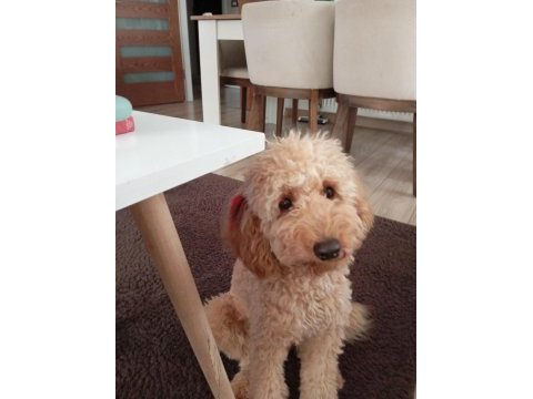 Sahibinden 7 aylık erkek toy poodle