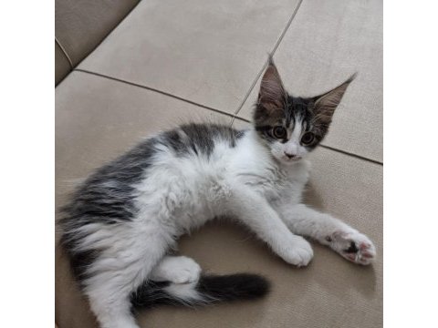 Maine coon cinsi özel ırk