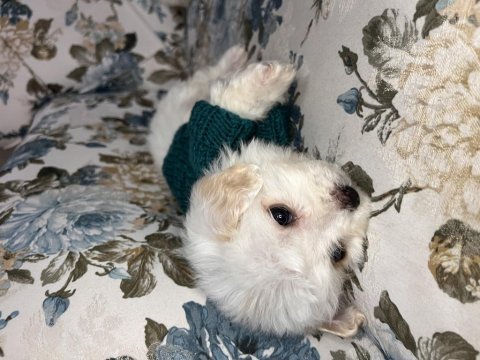 Yok böyle maltese güzellik demeyin vaaarr