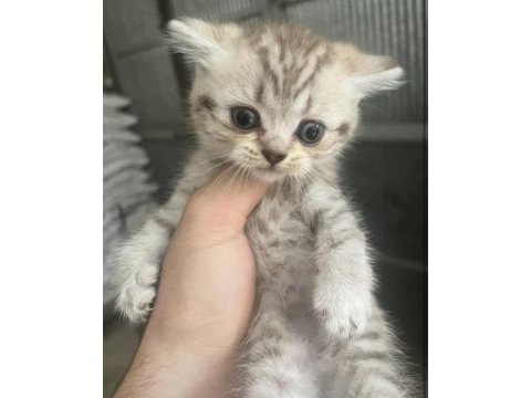 British shorthair silver