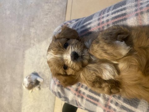 Orjinal cavapoo yavrularımız