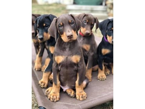 A scrli anne babadan doberman yavrular kapıda ödeme
