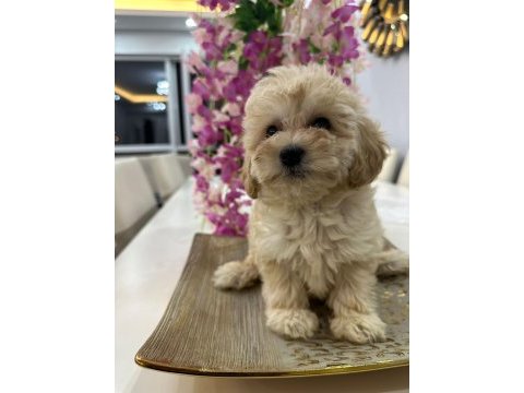 Maltipoo yavrum 55 günlük