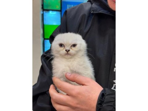 Scottish fold güzel yavrularımız