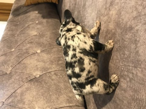 French bulldog yavru 40 günlük
