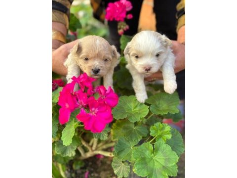 İrk garantili maltipoo yavrular