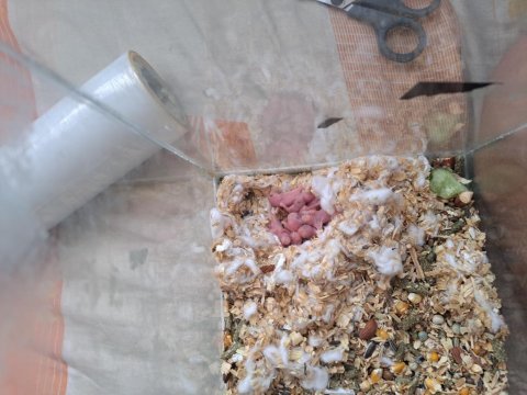 2 günlük suriye hamster yavruları
