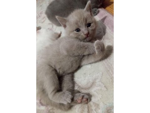 British shorthair bebekler - erkek ve dişi