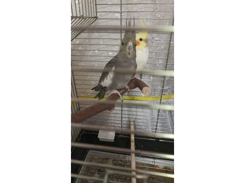 4 aylık grey ve lutino sultan papağanı yavrusu