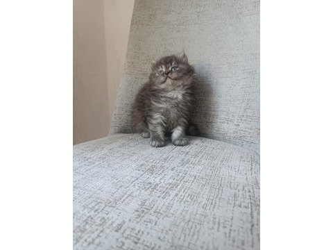 Anne baba scrli a kalite british longhair yavrularımız