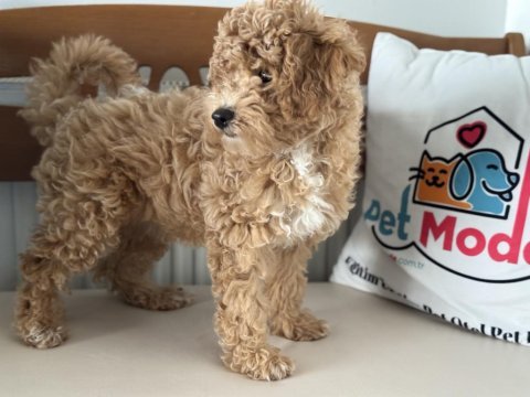 Petmode köpek çiftliğinde ziyarete açık maltipoo