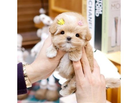 Safkan toy poodle bebeklerimiz
