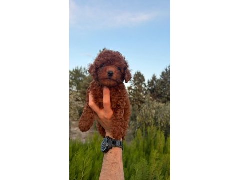 Safkan dişi erkek toy poodle yavrular